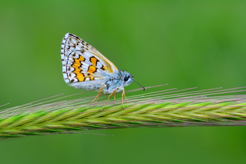 Fototapeta na wymiar Closeup beautiful butterfly sitting on flower.