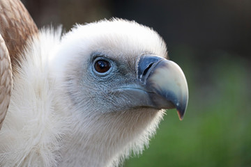 Head of a curious looking griffon vulture (gyps fulvus) in quarter front view