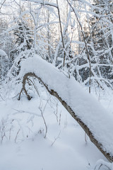 Hanging over the ground covered with snow alder trunk