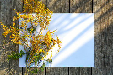 Branch of yellow mimosa against the background of white sheet and planks of aged tree. Spring Flower.