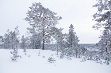 Rarely standing pine trees covered with frost and snow