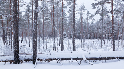 Fallen tree in the winter forest