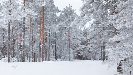 Pine trees covered with frost and snow