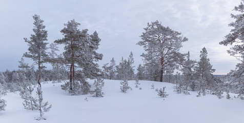Panorama of Rarely standing trees covered with frost and snow
