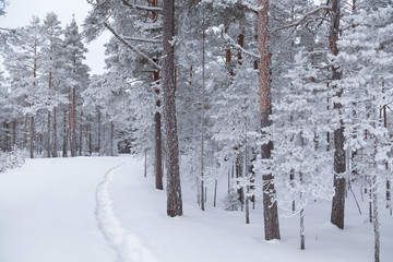 Narrow path among snow-covered pines