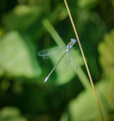 Beautiful dragonfly in nture
