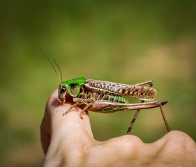 Grasshopper on the human hand