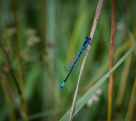 Beautiful dragonfly in nture