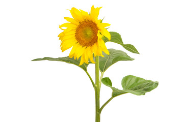 Obraz premium sunflower isolated
