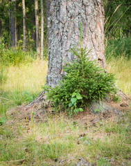Beautiful nature of central Russia: green summer forest