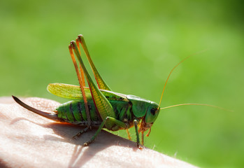 Grasshopper on the human hand