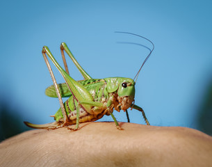 Grasshopper on the human hand