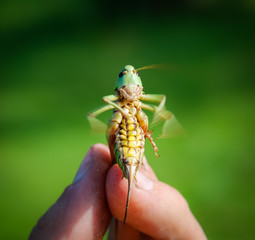 Grasshopper on the human hand