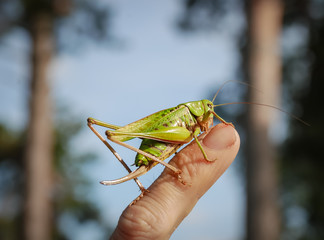 Grasshopper on the human hand