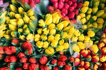 Fototapeta premium Beautiful colorful tulips in the garden. Netherlands