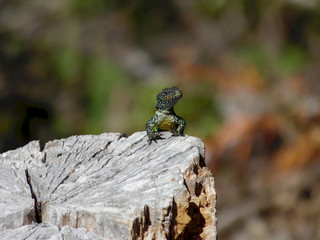 Lizard sunbathing
