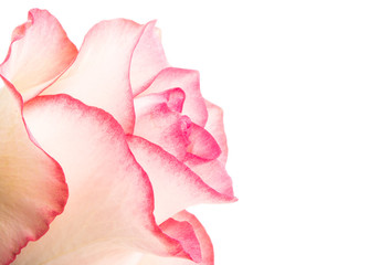 pink rose isolated