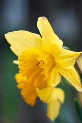 A closeup shot of a yellow daffodil flower blooming in early spring.