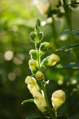 Yellow snapdragon buds begin to open in a summer garden.