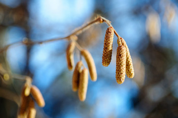 Inflorescences of alder in the form of earrings in the winter forest.