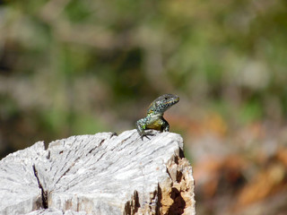 Lizard sunbathing