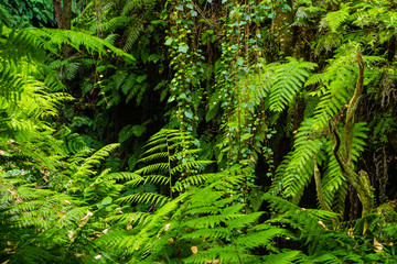 Laurisilva forest in La Palma, Canary Islands, Spain