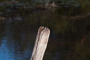 Top of a weathered wooden pole