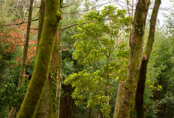 Forest Trees, Shiny Green Background.