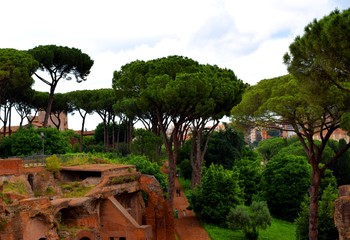 The stone pine, botanical name Pinus pinea, also known as the Italian stone pine, umbrella pine and...