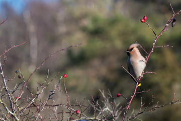 Sunlit Waxwing in rose hip shrub