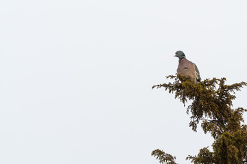 Wood Pigeon sitting in a shrub