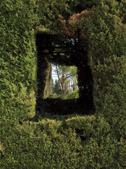  Artificial window in vegetal wall