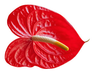 Red Anthurium flower.
