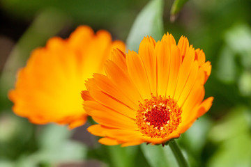 Calendula or pot marigolds in a vegetable garden. These flowers attract hoverflies and other beneficial insects to the organic garden.