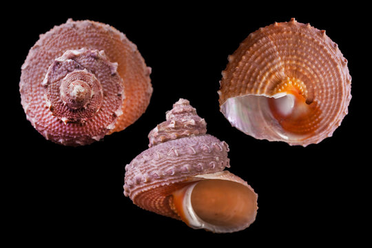 Bolma modesta