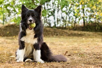 Border collie