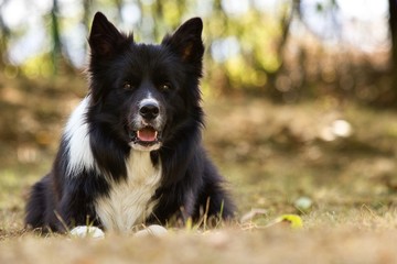 Border Collie