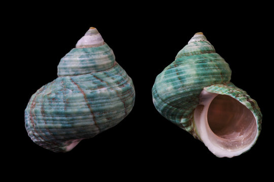 Turbo marmoratus 