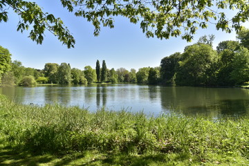 Forêt de roseaux à l'étang principal du domaine provincial de Rivierenhof à Anvers