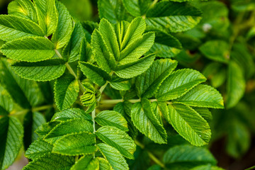 leaves are wild rose stems in early summer
