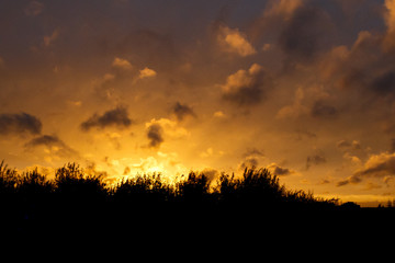 Tree silhouette and the sky after sunset