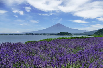 Fototapeta na wymiar Panorama with lavender field in front of Mount Fuji, Kawaguchiko, Japan