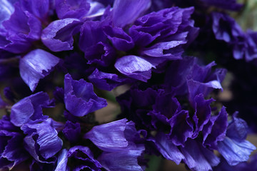 Macro photo of dried limonium flower heads. Nature abstract background.