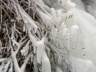A tree covered with translucent ice. Branches are visible inside the ice.