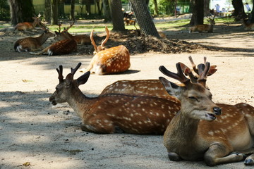 The famous Nara deer relaxing in the sunshine near Nara Park, Nara, Japan