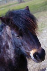 Fototapeta premium Esel