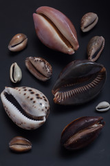 Cypraeidae family shells