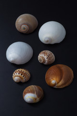 Natica shells family