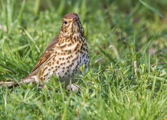 MISTLE THRUSH