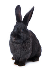 Black rabbit on white background